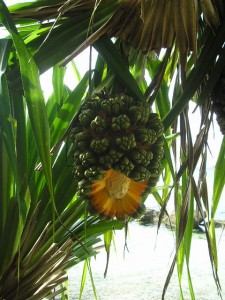 pandanus friet